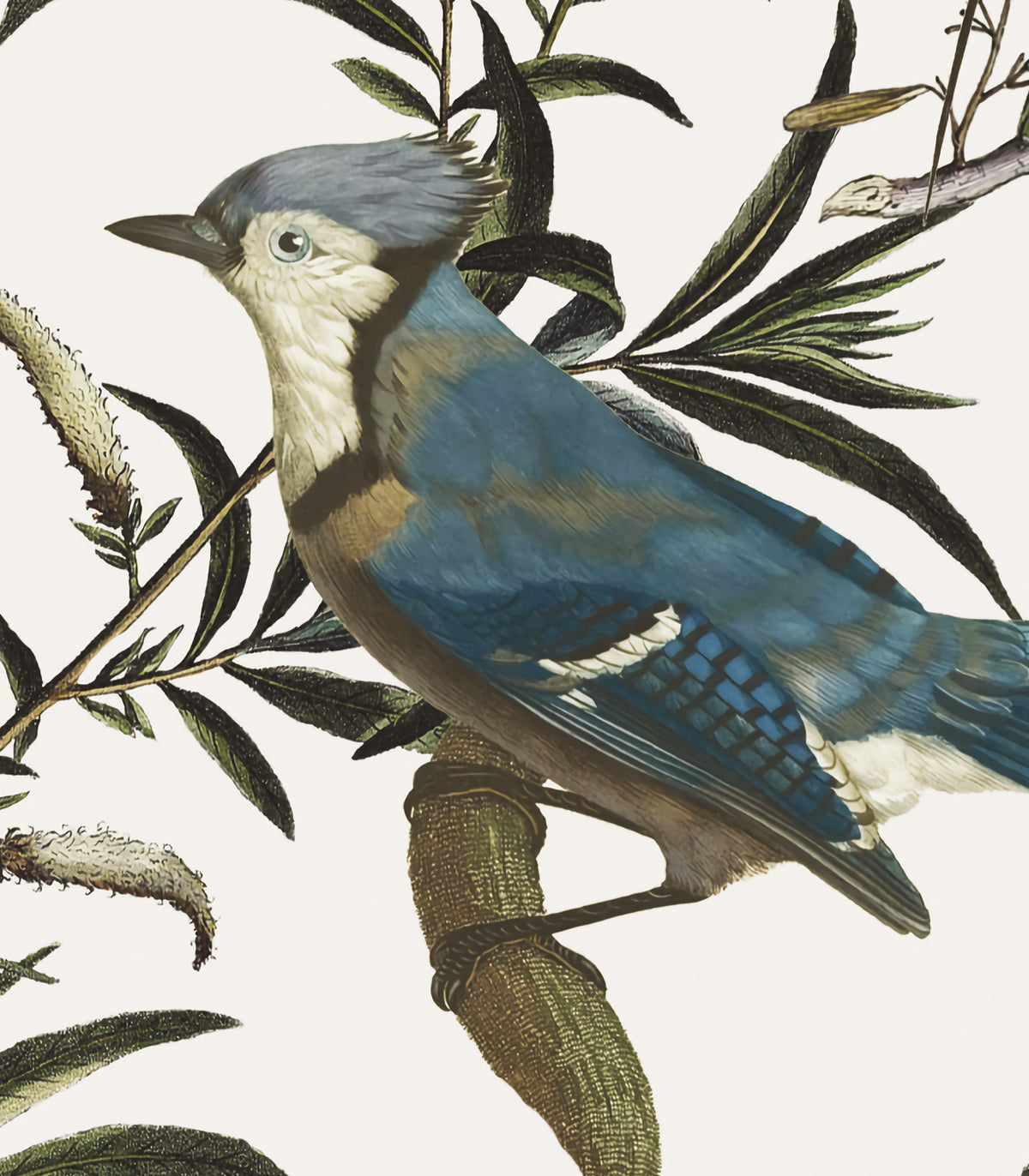 Tapeta Birds in Garden Ecri