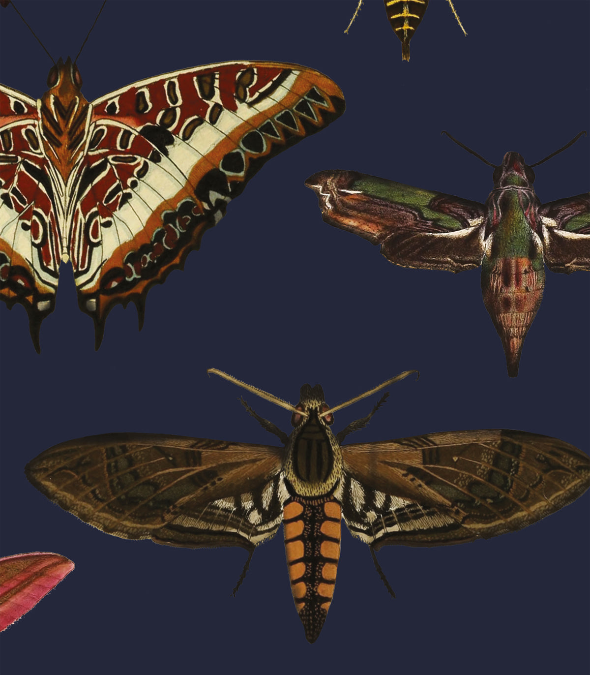 Butterflies Navy Blue Wallpaper