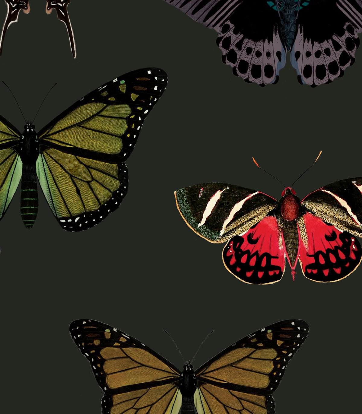 Tapeta Colorful Butterfly Green - Wallcolors®