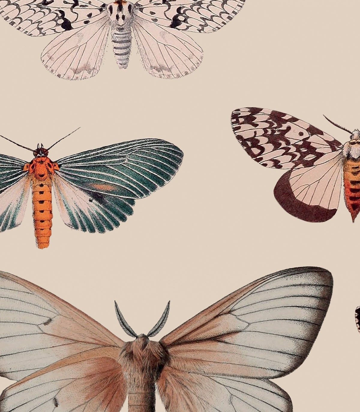 Colorful Butterfly Light Beige Wallpaper