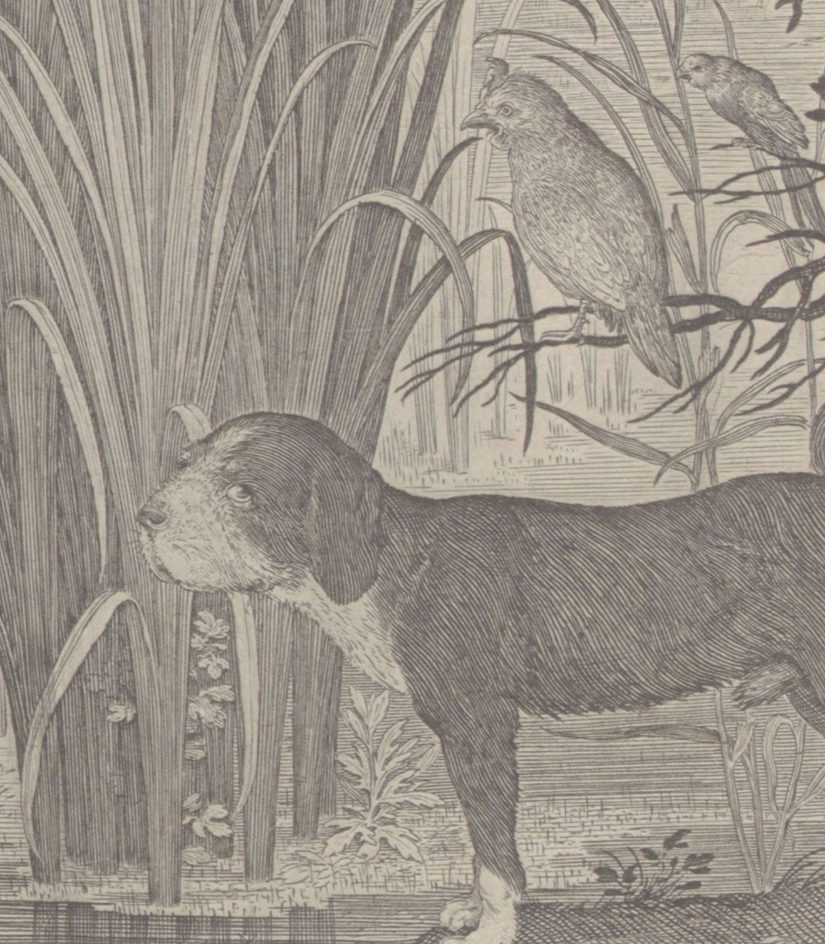 Tapeta Fauna Fresco Beige