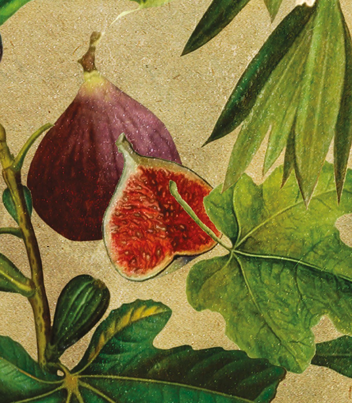 Tapeta Fig - Wallcolors®