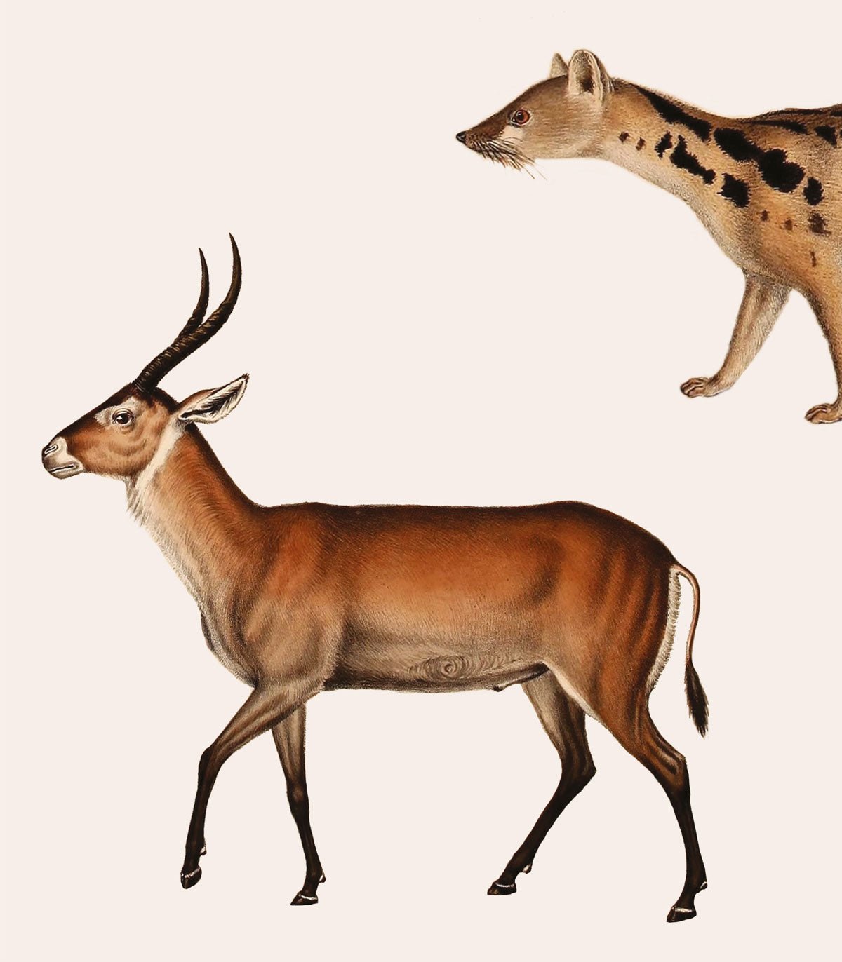 Tapeta Forest Animals - Wallcolors®