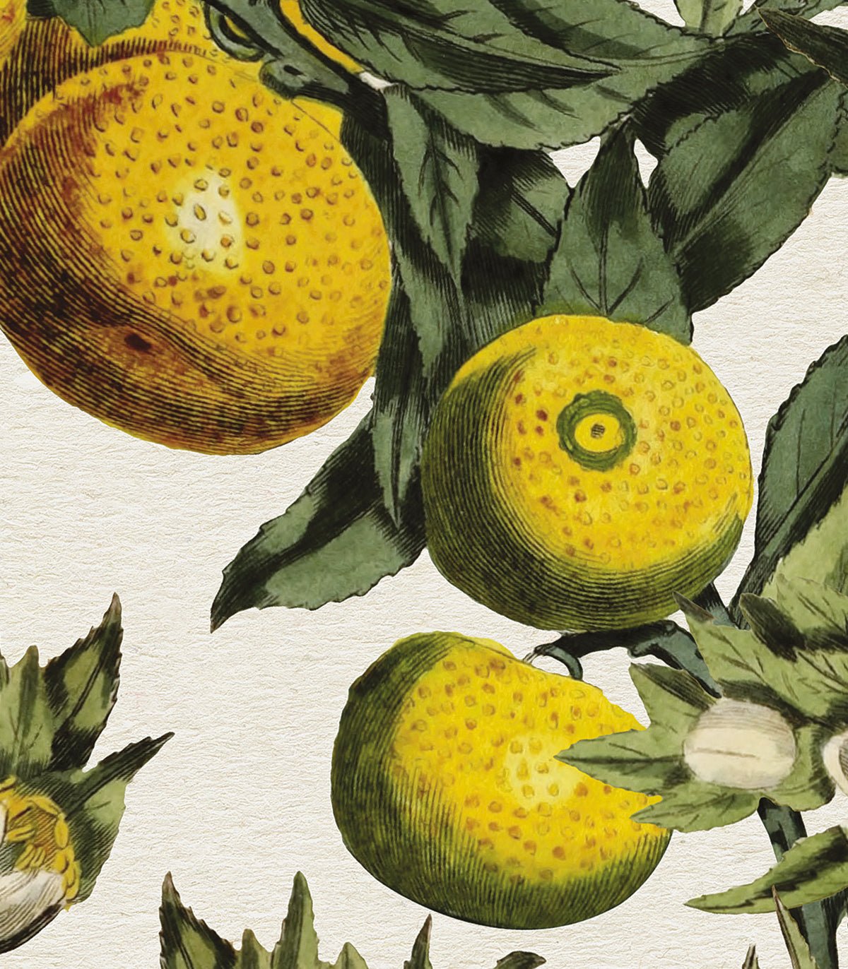 Tapeta Lemon - Wallcolors®