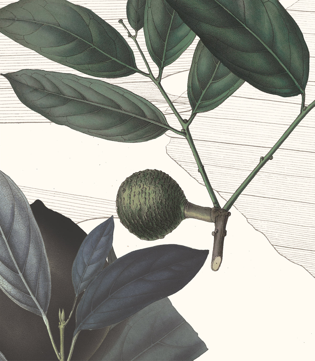 Tapeta Olive Branch White