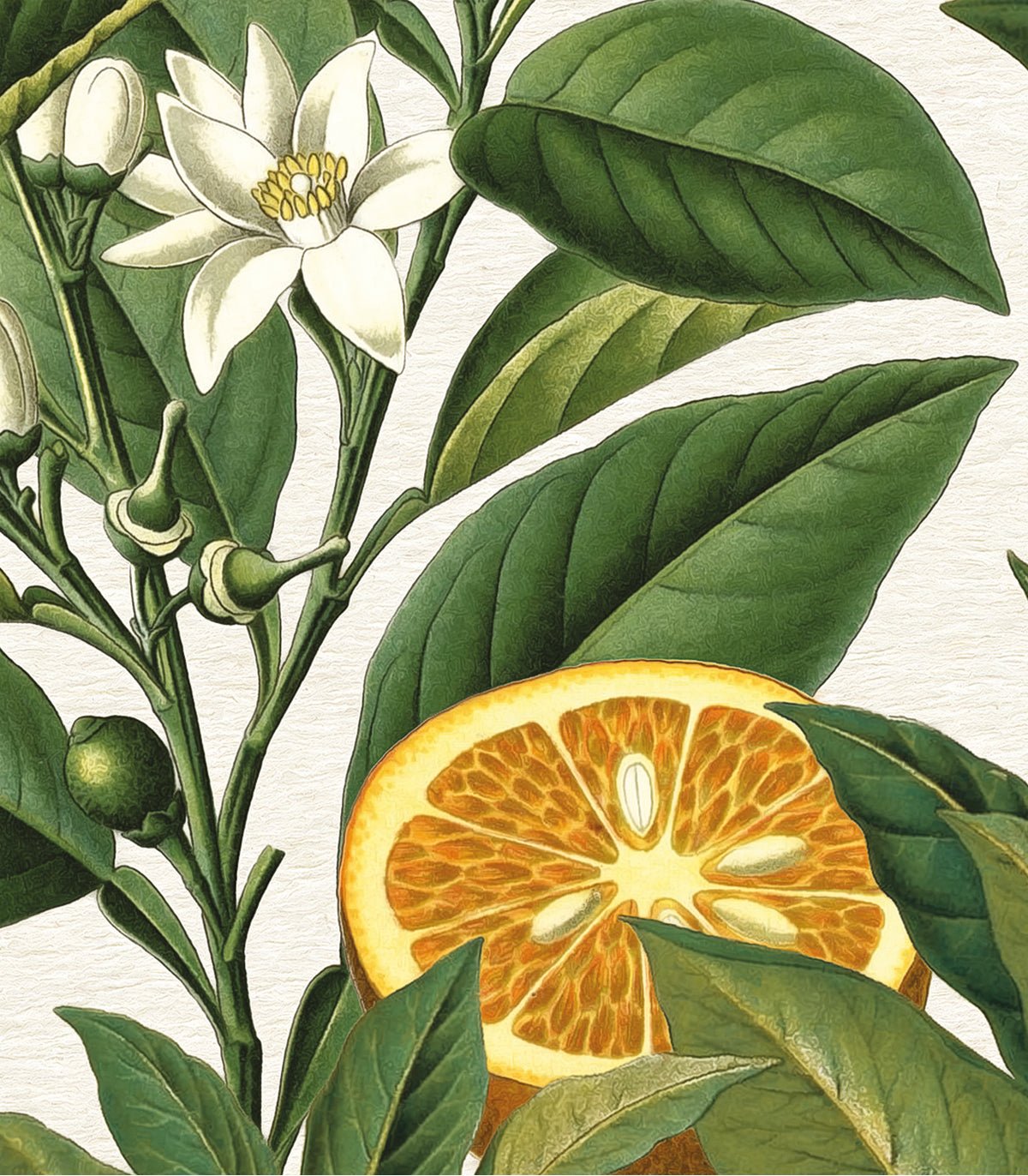 Tapeta Orange Tree - Wallcolors®
