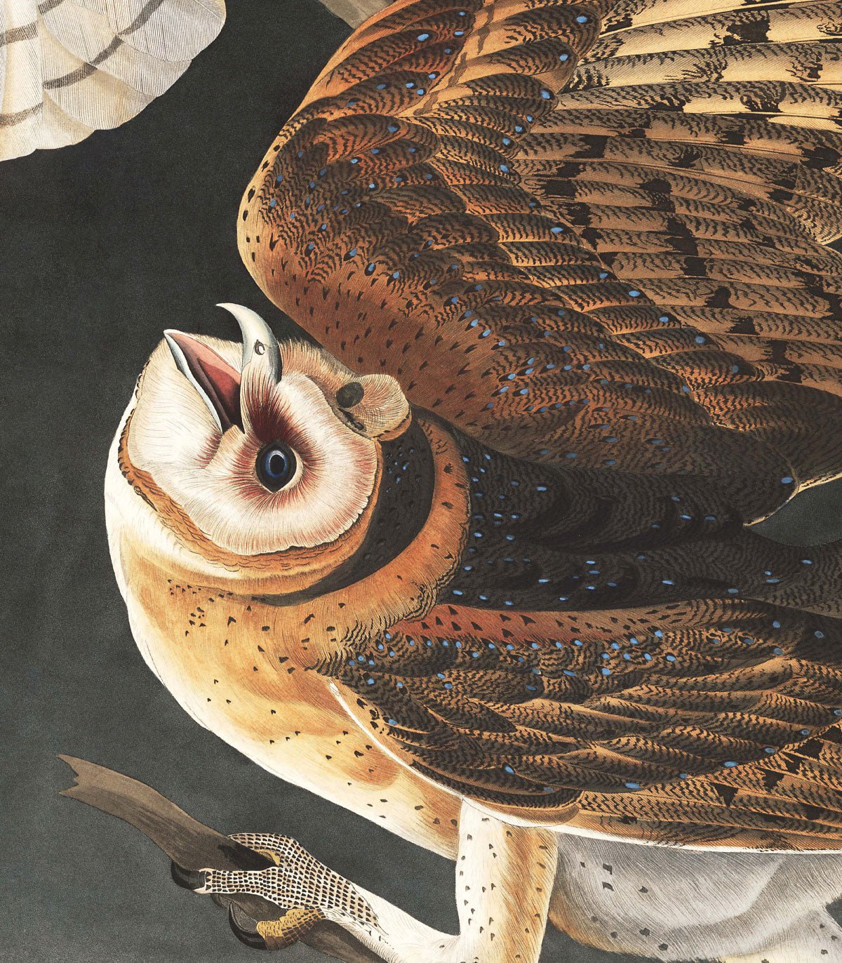 Dots Owls - Wallcolors®