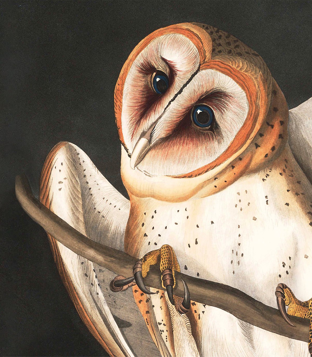 Arch Owls - Wallcolors®