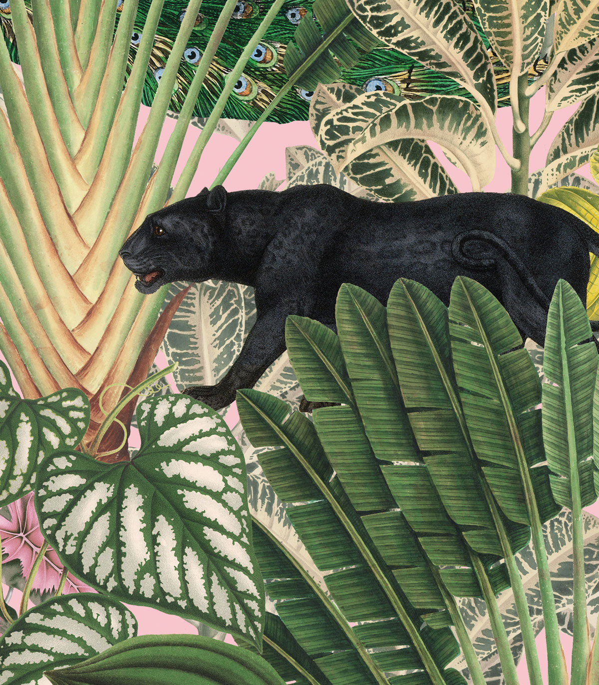 Pink Jungle Wallpaper