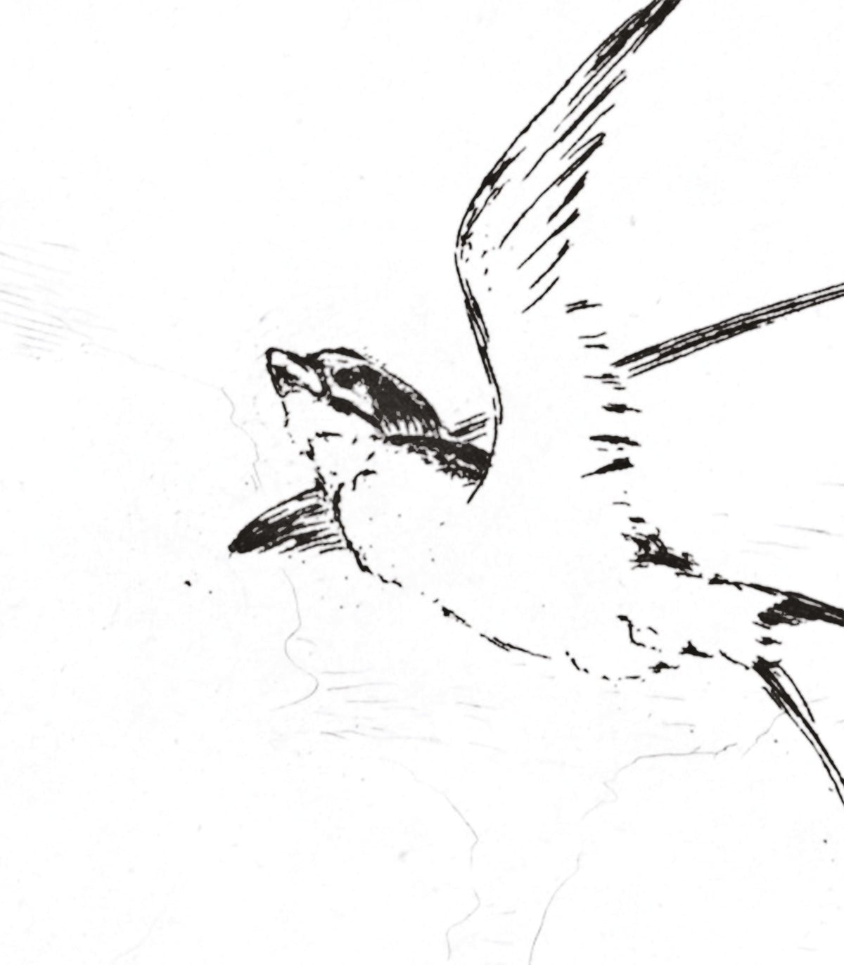 Tapeta Swallow - Wallcolors®