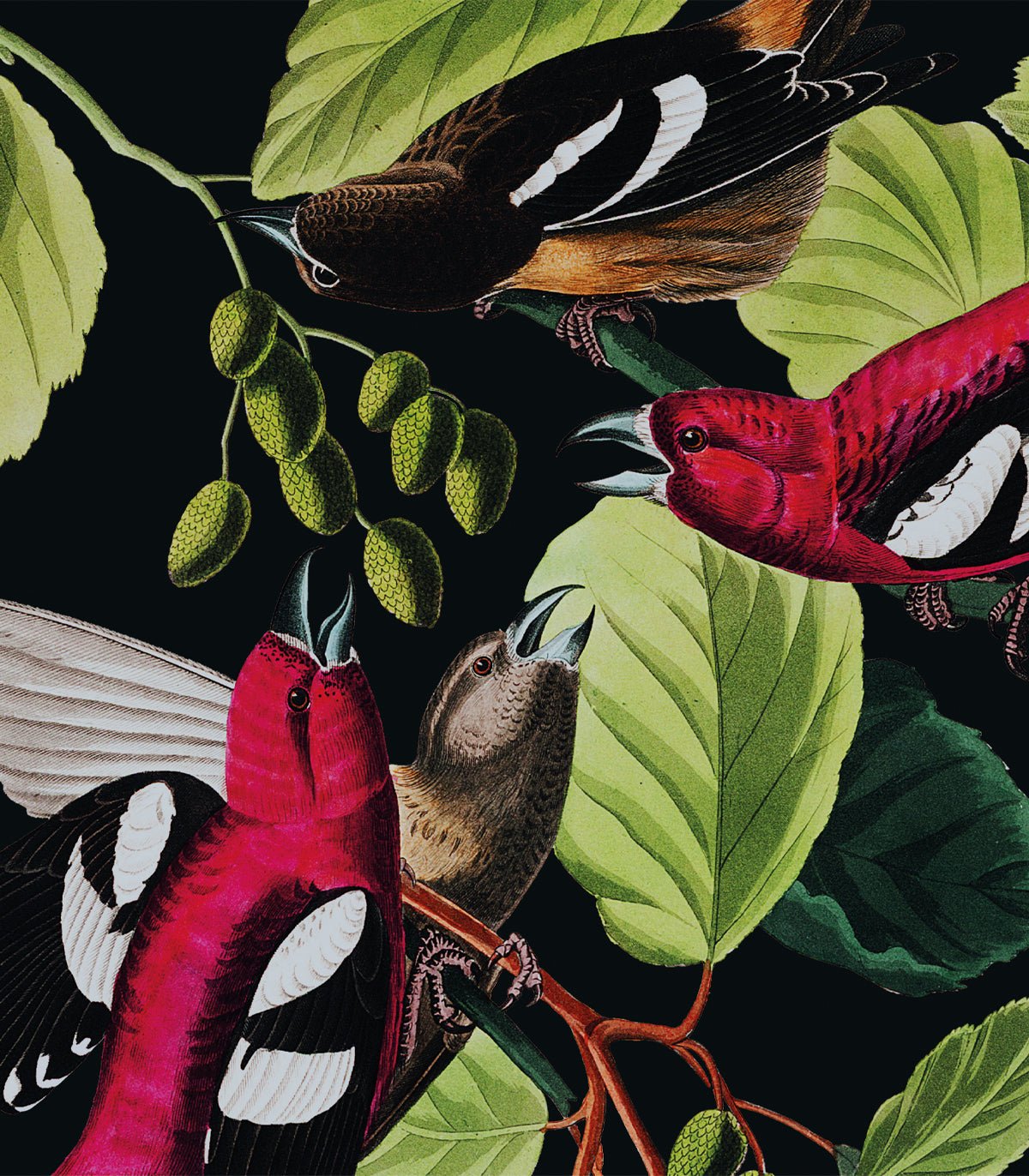 Tapeta The Jungle Book Black - Wallcolors®