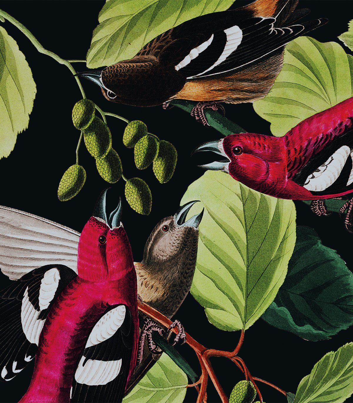 Tapeta The Jungle Book Black