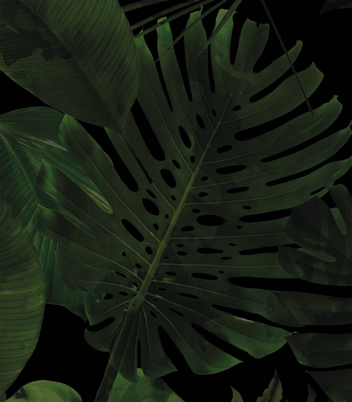 Tapeta Tropical Forest Dark - Wallcolors®