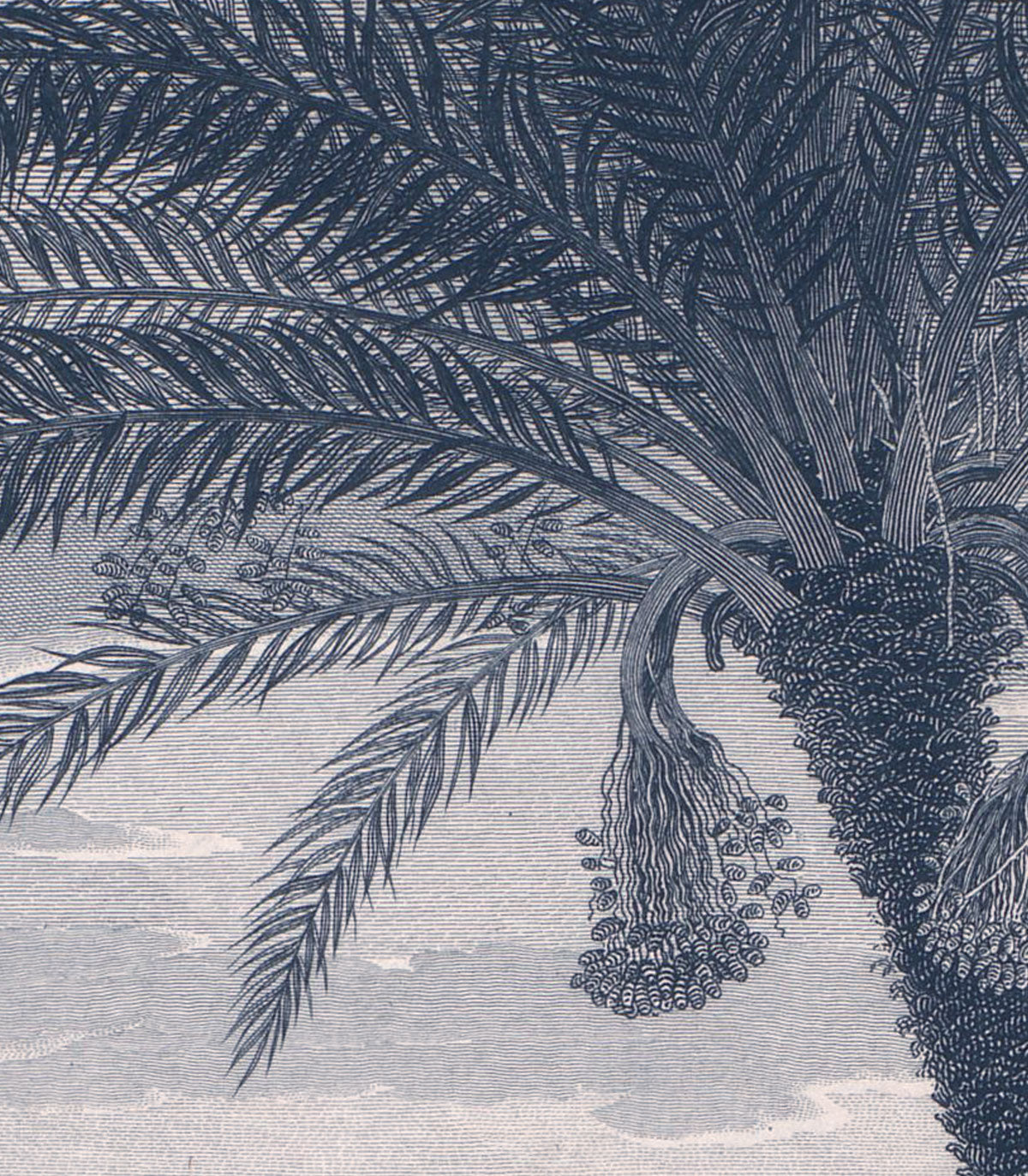 Arch Tropical Volcano Vista blue