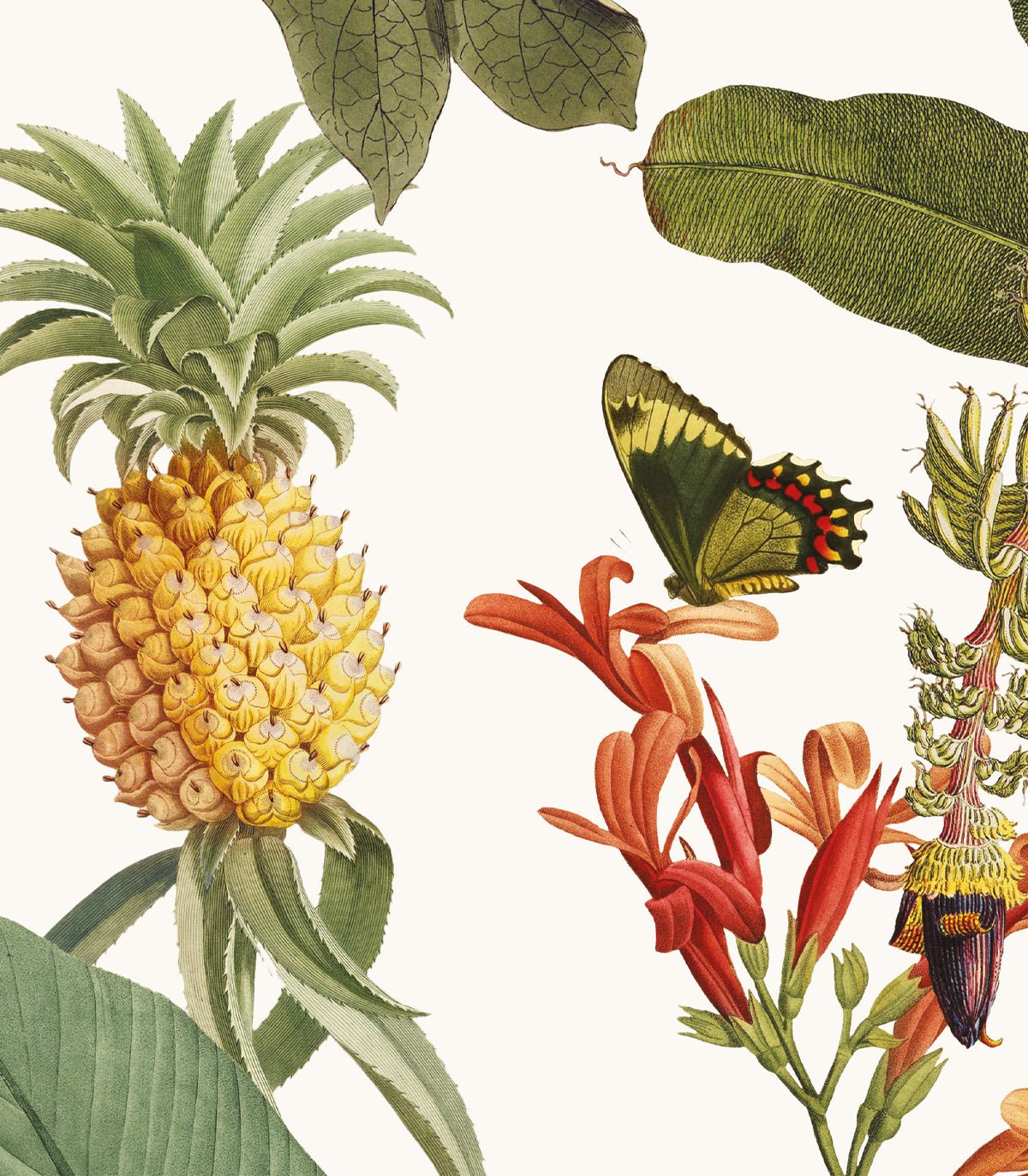 Tapeta Tropicana - Wallcolors®