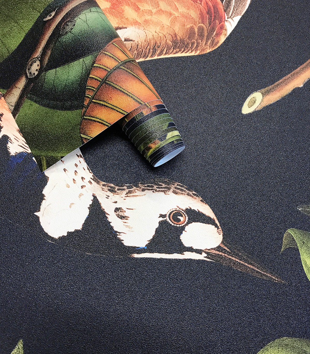 Orange bird wallpaper - Wallcolors  - Exclusive Wallpapers