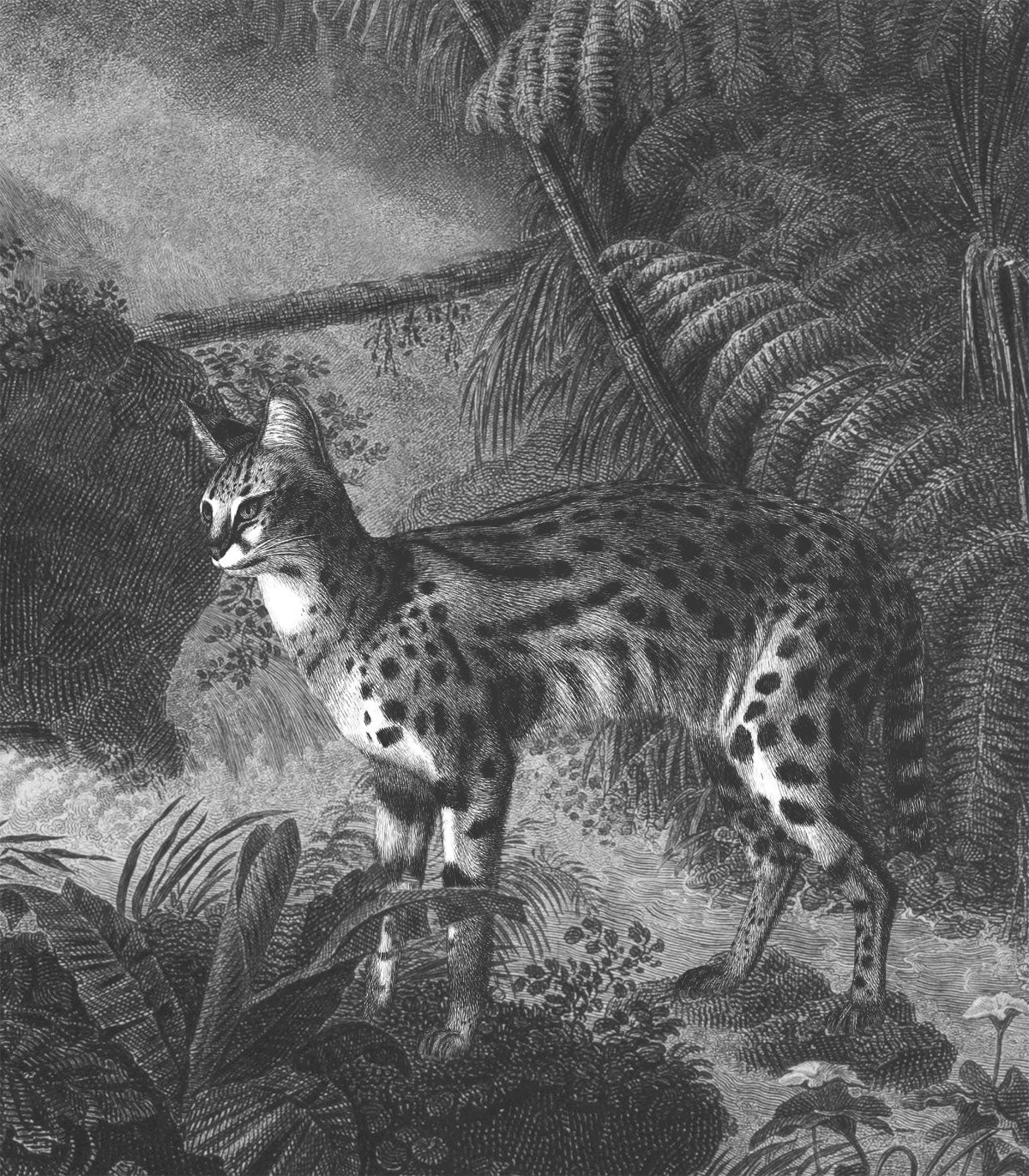 Palms and cats wallpaper