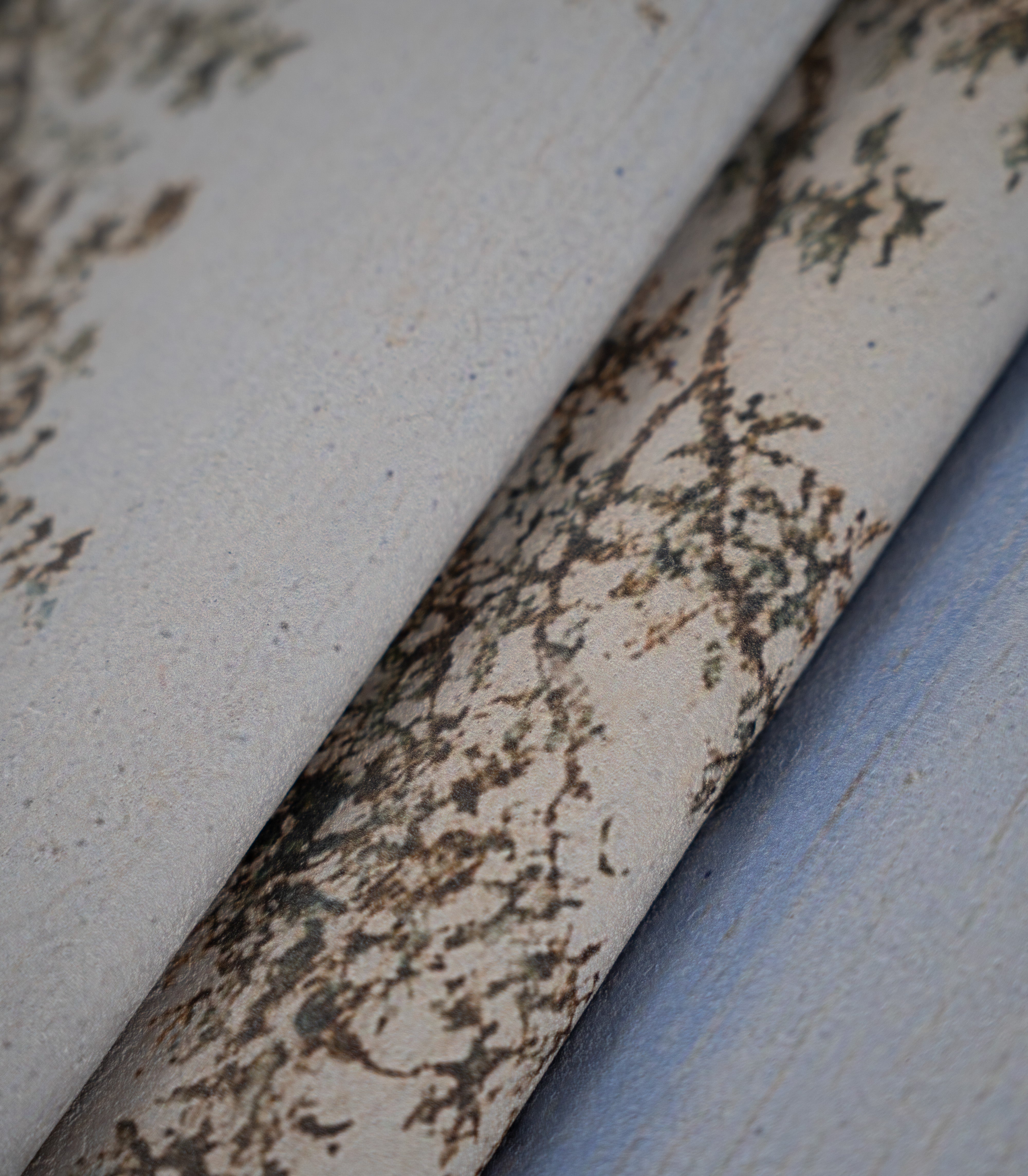 Tapeta Evening Grove